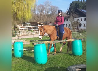 Más ponis/caballos pequeños, Caballo castrado, 6 años, 152 cm, Alazán