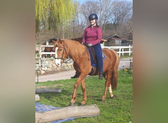 Más ponis/caballos pequeños, Caballo castrado, 6 años, 152 cm, Alazán