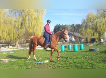 Más ponis/caballos pequeños, Caballo castrado, 6 años, 152 cm, Alazán