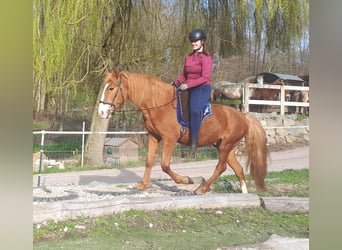 Más ponis/caballos pequeños, Caballo castrado, 6 años, 152 cm, Alazán