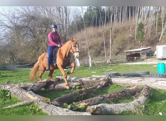 Más ponis/caballos pequeños, Caballo castrado, 6 años, 152 cm, Alazán