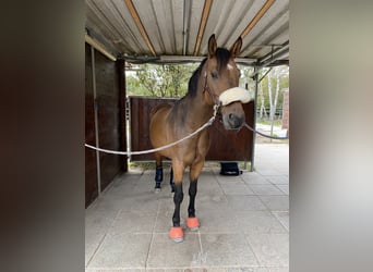 Más ponis/caballos pequeños Mestizo, Caballo castrado, 6 años, 153 cm, Castaño