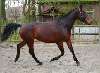 Más ponis/caballos pequeños, Caballo castrado, 6 años, 167 cm