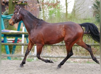 Más ponis/caballos pequeños, Caballo castrado, 6 años, 167 cm