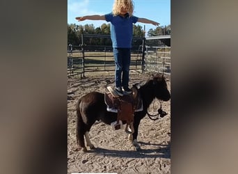 Más ponis/caballos pequeños, Caballo castrado, 6 años, 81 cm, Bayo