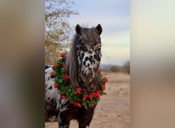 Más ponis/caballos pequeños, Caballo castrado, 6 años, 91 cm