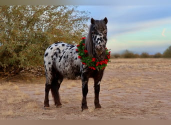 Más ponis/caballos pequeños, Caballo castrado, 6 años, 91 cm