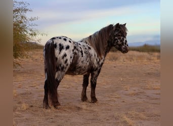 Más ponis/caballos pequeños, Caballo castrado, 6 años, 91 cm