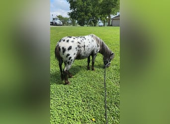 Más ponis/caballos pequeños, Caballo castrado, 6 años, 91 cm