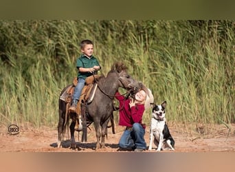 Más ponis/caballos pequeños, Caballo castrado, 6 años, 91 cm, Tordo