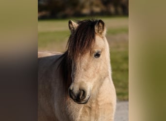 Más ponis/caballos pequeños, Caballo castrado, 6 años, 95 cm, Buckskin/Bayo