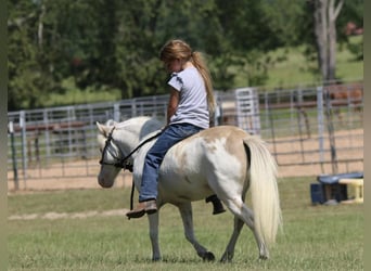 Más ponis/caballos pequeños, Caballo castrado, 6 años, 97 cm, Bayo