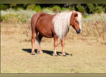 Más ponis/caballos pequeños, Caballo castrado, 6 años, 97 cm, Ruano alazán