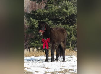 Más ponis/caballos pequeños, Caballo castrado, 6 años, 99 cm, Castaño