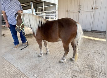 Más ponis/caballos pequeños, Caballo castrado, 6 años, Alazán-tostado