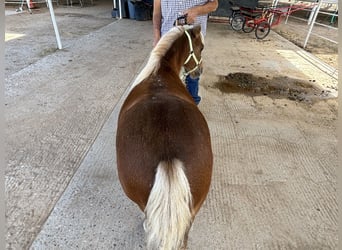 Más ponis/caballos pequeños, Caballo castrado, 6 años, Alazán-tostado