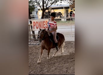 Más ponis/caballos pequeños, Caballo castrado, 6 años, Alazán-tostado