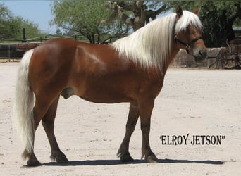 Más ponis/caballos pequeños, Caballo castrado, 6 años, Alazán-tostado