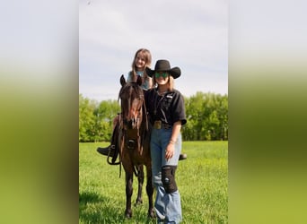 Más ponis/caballos pequeños, Caballo castrado, 6 años, Castaño-ruano