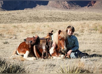 Más ponis/caballos pequeños, Caballo castrado, 7 años, 102 cm, Alazán rojizo