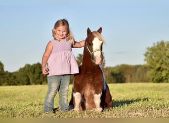 Más ponis/caballos pequeños, Caballo castrado, 7 años, 102 cm