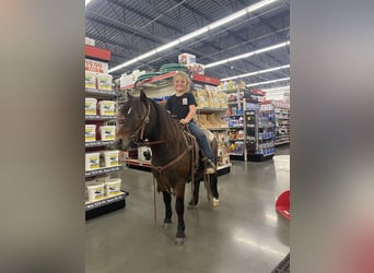 Más ponis/caballos pequeños, Caballo castrado, 7 años, 102 cm, Castaño rojizo