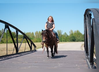 Más ponis/caballos pequeños, Caballo castrado, 7 años, 102 cm, Castaño rojizo