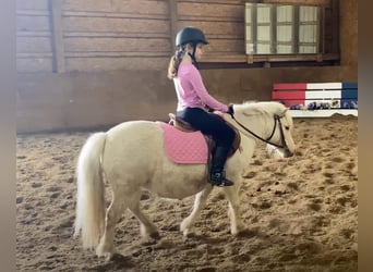 Más ponis/caballos pequeños, Caballo castrado, 7 años, 102 cm, Palomino