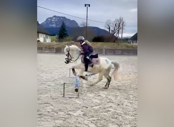 Más ponis/caballos pequeños, Caballo castrado, 7 años, 105 cm, Tordo