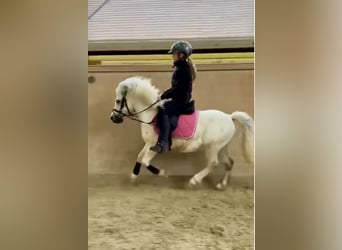 Más ponis/caballos pequeños, Caballo castrado, 7 años, 105 cm, Tordo