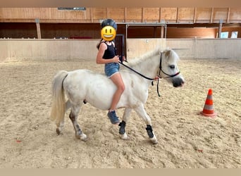 Más ponis/caballos pequeños, Caballo castrado, 7 años, 105 cm, Tordo