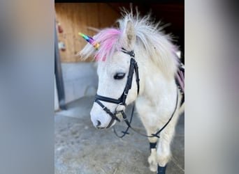 Más ponis/caballos pequeños, Caballo castrado, 7 años, 105 cm, Tordo