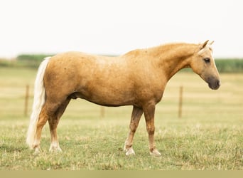 Más ponis/caballos pequeños, Caballo castrado, 7 años, 107 cm, Palomino