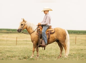 Más ponis/caballos pequeños, Caballo castrado, 7 años, 107 cm, Palomino