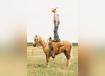 Más ponis/caballos pequeños, Caballo castrado, 7 años, 107 cm, Palomino