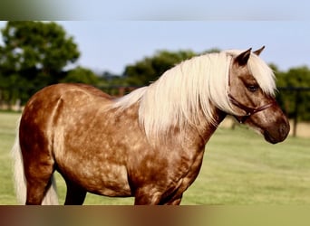 Más ponis/caballos pequeños, Caballo castrado, 7 años, 109 cm, Palomino