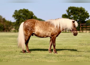 Más ponis/caballos pequeños, Caballo castrado, 7 años, 109 cm, Palomino