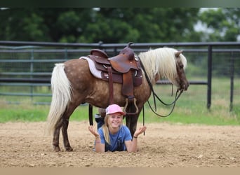 Más ponis/caballos pequeños, Caballo castrado, 7 años, 109 cm, Palomino