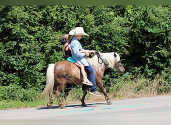 Más ponis/caballos pequeños, Caballo castrado, 7 años, 109 cm, Palomino