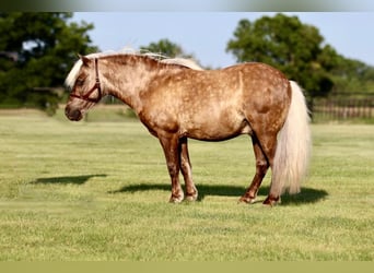 Más ponis/caballos pequeños, Caballo castrado, 7 años, 109 cm, Palomino