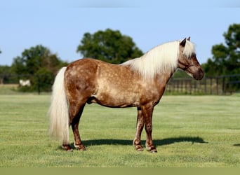 Más ponis/caballos pequeños, Caballo castrado, 7 años, 109 cm, Palomino