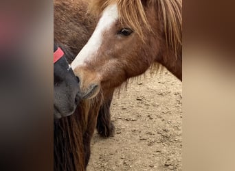Más ponis/caballos pequeños Mestizo, Caballo castrado, 7 años, 110 cm, Alazán