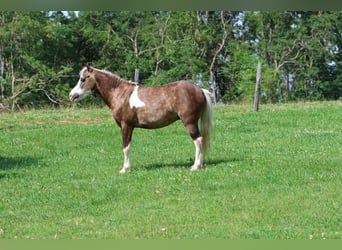 Más ponis/caballos pequeños, Caballo castrado, 7 años, 112 cm