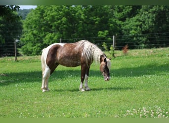 Más ponis/caballos pequeños, Caballo castrado, 7 años, 112 cm
