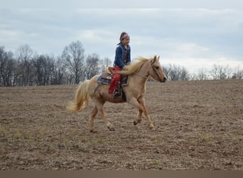 Más ponis/caballos pequeños, Caballo castrado, 7 años, 112 cm, Palomino