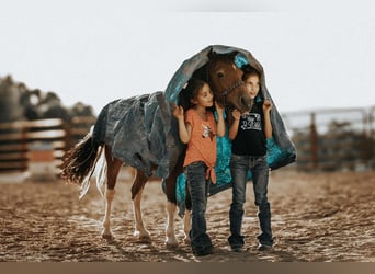 Más ponis/caballos pequeños, Caballo castrado, 7 años, 114 cm