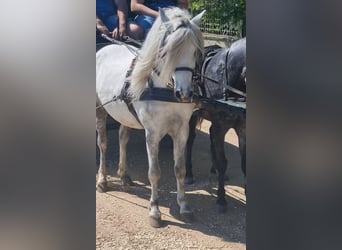 Más ponis/caballos pequeños, Caballo castrado, 7 años, 120 cm, Tordo