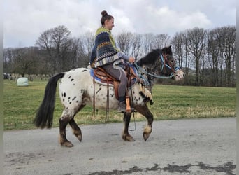 Más ponis/caballos pequeños, Caballo castrado, 7 años, 123 cm, Atigrado/Moteado