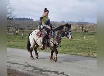 Más ponis/caballos pequeños, Caballo castrado, 7 años, 123 cm, Atigrado/Moteado