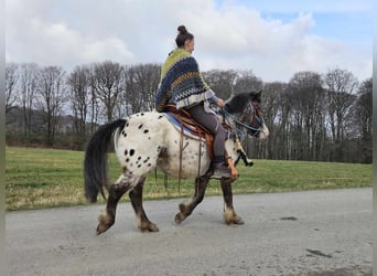 Más ponis/caballos pequeños, Caballo castrado, 7 años, 123 cm, Atigrado/Moteado